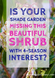 How To Grow and Care For Japanese Pieris Shrubs | Evergreens Japanese Pieris, Pieris Japonica, Garden Perennials, Shady Garden, Shade Shrubs