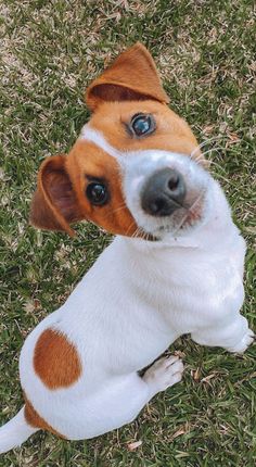 a brown and white dog laying on top of grass