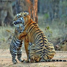 two tigers playing with each other in the woods