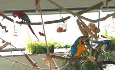 several colorful parrots are perched on branches in an indoor area with potted plants