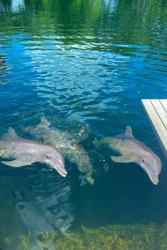 three dolphins swimming in the water next to a dock