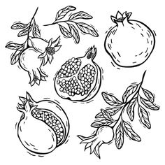 pomegranates and leaves on a white background with black outline drawing style