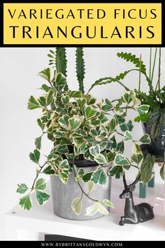 three potted plants with text overlay that reads variegated ficus triangularis