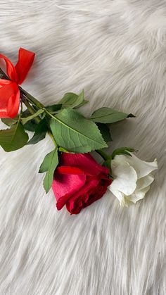 two red and white roses laying on a fur surface