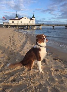 a brown and white dog sitting on top of a sandy beach