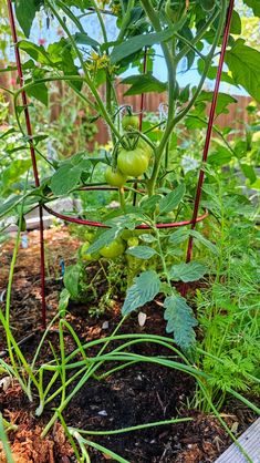 green tomatoes growing in the garden next to some plants