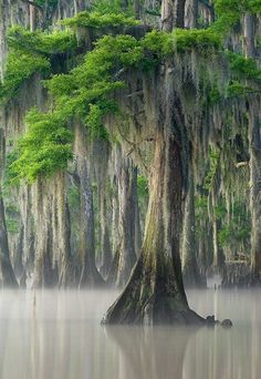 an image of a tree in the middle of water with moss growing all over it