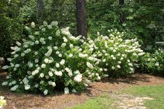 some white flowers are growing in the grass near a fence and trees with green leaves