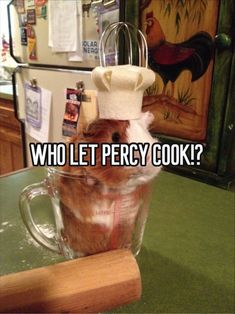 a hamster in a glass mug with the words who let pecy cook?