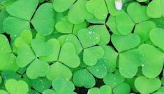 green clovers with drops of water on them