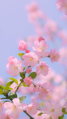 pink flowers are blooming on a tree branch