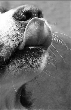 black and white photograph of a dog's nose with water in the foreground