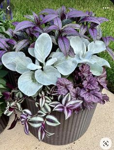 purple and white flowers in a pot on the ground