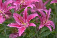 pink flowers with green leaves in the background