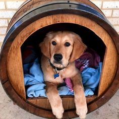 a brown dog laying in a wooden barrel with blankets on it's back legs