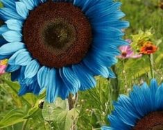 three blue sunflowers are in the middle of a field with grass and flowers