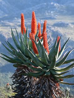 an aloena plant with orange flowers in the foreground and mountains in the background