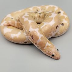 a yellow and white snake with spots on it's body sitting on a gray surface