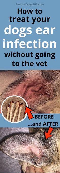 Ear infection remedy for your dog. How to treat your dogs ear infection without going to the vet. #dogearinfection #doghealth #doghealthtips #doghealthwellness #dog #dogstuff #puppy #homeremedies #homeremedy #homeremediesforyeastinfection Dogs Teeth, Dog Ear, Pet Hacks