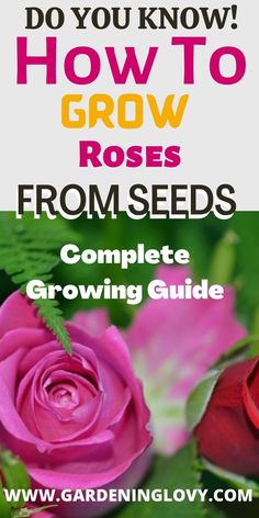 flowers with the title do you know how to grow roses from seeds? complete growing guide