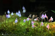 small pink and white flowers growing on moss in an aquarium tank at the bottom of a hill