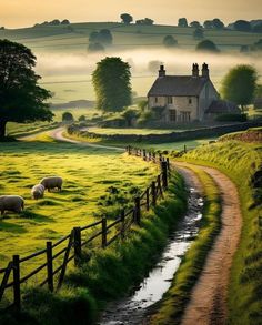 sheep graze on the grass near a country road and farm house in the distance