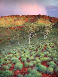 a rainbow shines in the sky above some trees and grass on a hill side