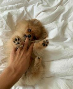 a person petting a small dog on top of a bed