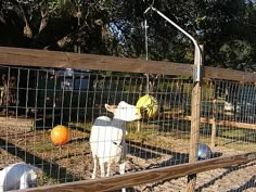 there is a goat that is standing in the fenced off area with pumpkins