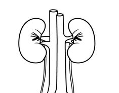 the kidney is shown in this black and white image, with an outline of it