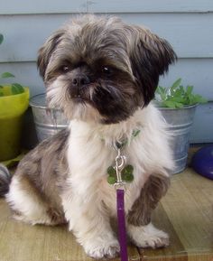 a small brown and white dog sitting on top of a wooden table next to potted plants