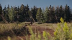 two people riding horses down a dirt road in the middle of a field with tall grass and trees