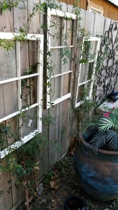 a potted plant next to a wooden fence and window with vines growing on it