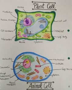 Animal cell and Plant cell Plant and animal cells Zicxa Photos #zicxa-photos #zicxa #images #background #wallpaper #freepik #shutterstock #VN Animal Cell And Plant Cell, Learn Biology, Study Biology, Nursing School Motivation, School Study Ideas, Medical School Life, Creative School Project Ideas, Biology Facts, High School Life Hacks