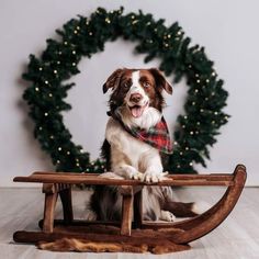 a brown and white dog sitting on top of a wooden sled next to a wreath