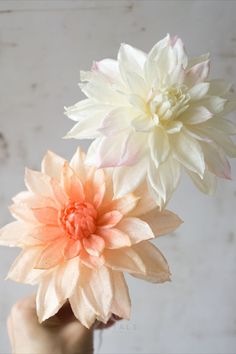 two white and pink flowers in a vase