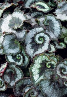 some very pretty green and white plants together