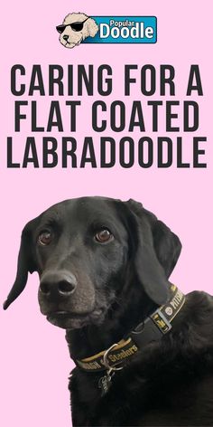 a black dog wearing a collar with the words caring for a flat coated labraddoodle