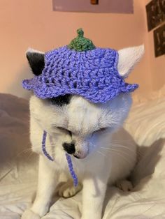 a small white cat wearing a purple knitted hat