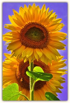 two large sunflowers are in the foreground with blue sky behind them