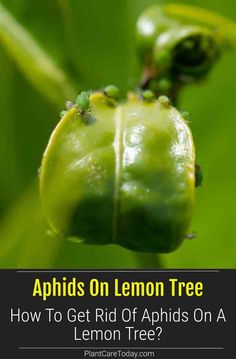 a lemon tree with the words, how to get rid of aphids on a lemon tree?