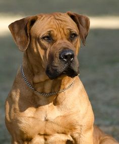 a large brown dog sitting on top of a grass covered field