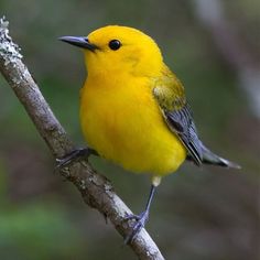 a yellow bird sitting on top of a tree branch