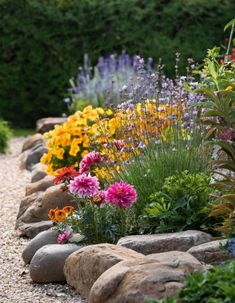 A cottage garden with a stone border featuring pink dahlias, yellow marigolds, and lavender for a rustic yet vibrant design.