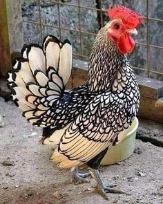 a black and white chicken standing on top of a bowl in front of a fence