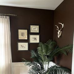 a living room filled with furniture and pictures on the wall above a potted plant