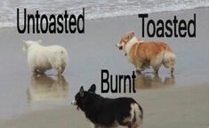 three dogs are walking on the beach near the water and one dog is looking at the camera