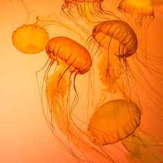 several yellow jellyfish floating in the water