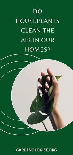 a hand holding a green plant with the words do houseplants clean the air in our homes?