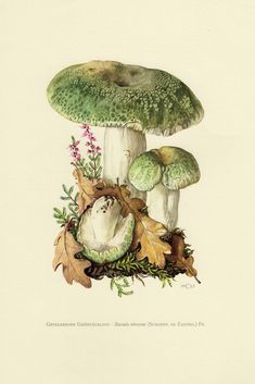 an image of a mushroom with leaves and flowers